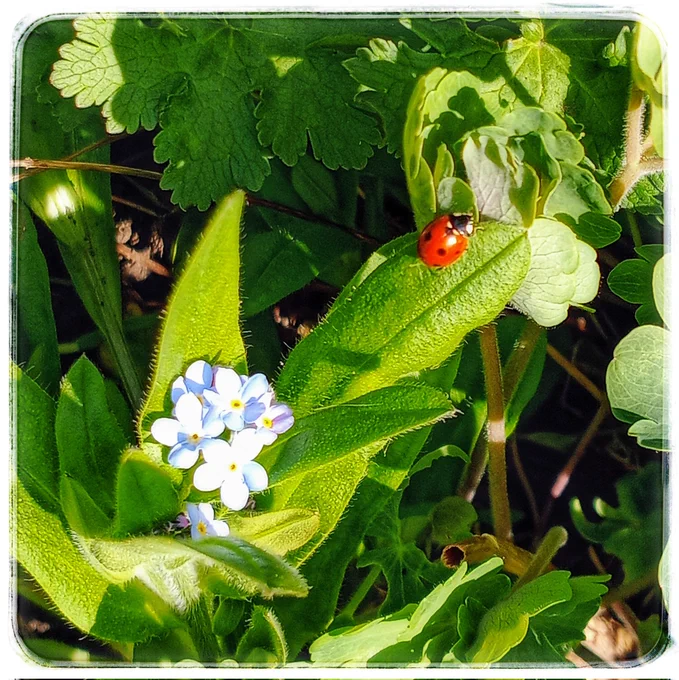 In a sun dappled garden bed are blue flowering forget me nots & lots of green foliage, with a glossy red ladybird beetling about.
