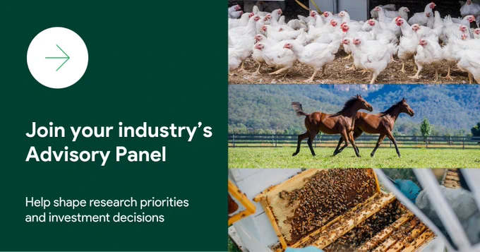 Promotional graphic from AgriFutures Australia reading ‘Join your industry’s Advisory Panel – Help shape research priorities and investment decisions’ on a dark green background with an arrow icon. To the right are three stacked images: a group of white meat chickens in a poultry shed, two horses running in a grassy paddock with hills behind them, and close‑up frames of a beehive covered in honey bees during inspection.