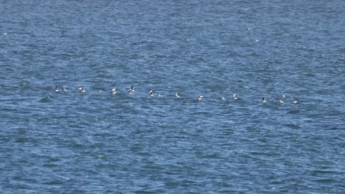 Flock of Little Gulls (taken by Martin Casemore)