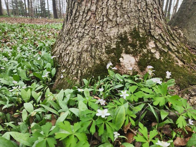 Small white flowers at the base of a tree.
