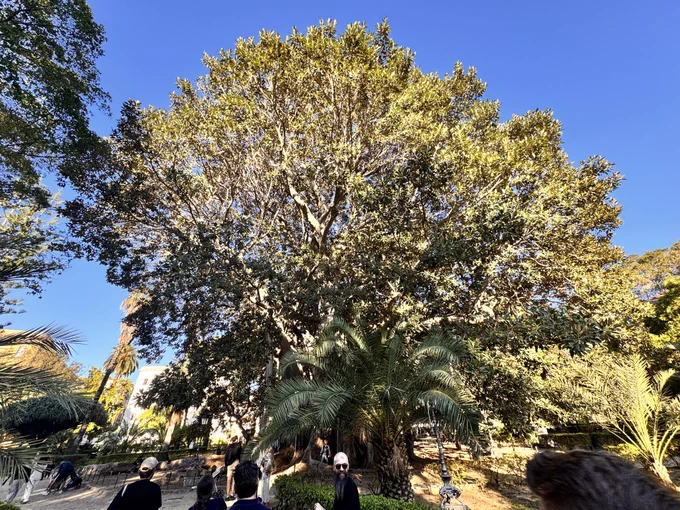 Big ass tree