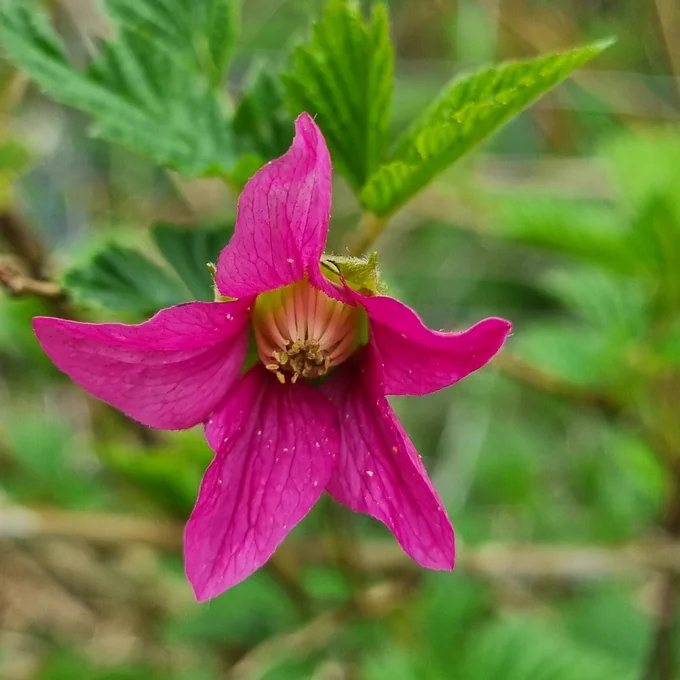 Big red flower