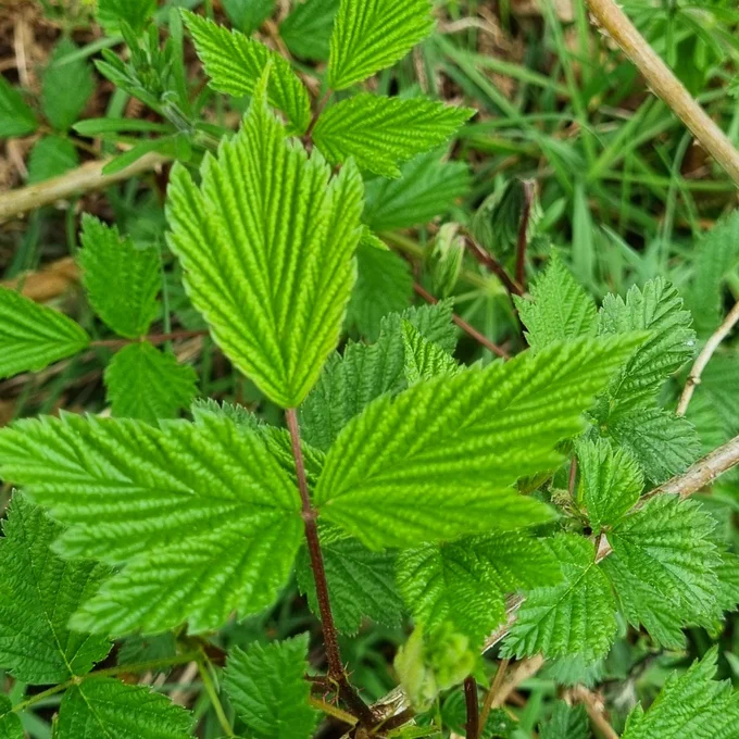 Leaf rather like raspberry