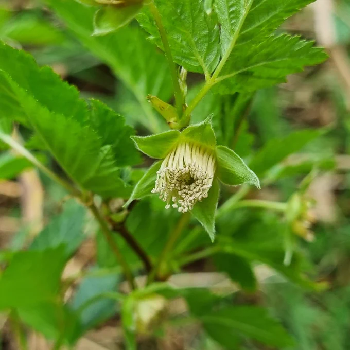 Maybe fruit forming after big red petals have fallen off.