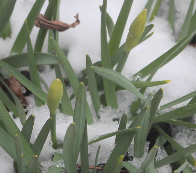 Narcissus in bud in the snow.