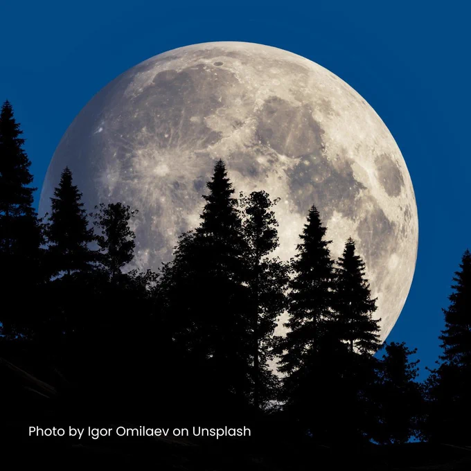 Night time image of the moon rising behind a forest of pint trees. Photo by Igor Omilaev on Unsplash.