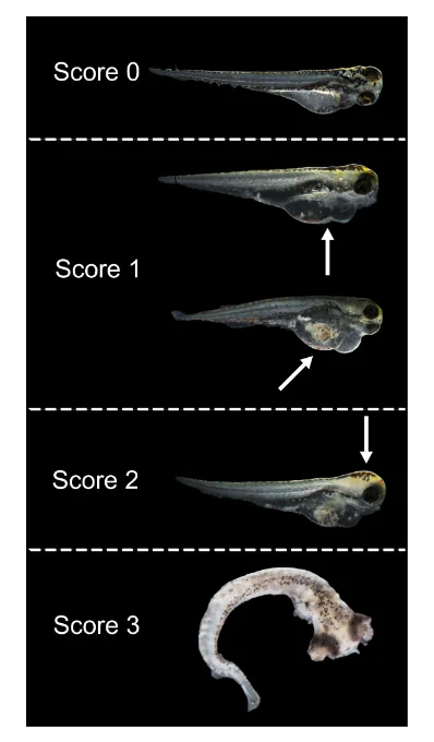 The morphological and behavioral classification of infected zebrafish larvae at 3 dpi for scoring.