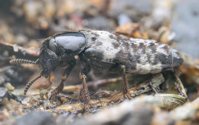 Hairy Rove Beetle - Creophilus maxillosus. A 2cm rove beetle with distinctive pattern of creamy grey hairs on an otherwise dark body, shiny black thorax.