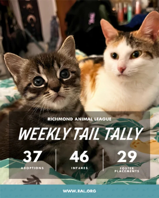 Tabby kitten and calico cat on a bed with overlay that says Richmond Animal League Weekly Tail Tally — 37 adoptions, 46 intakes, 29 fosters. www.ral.org
