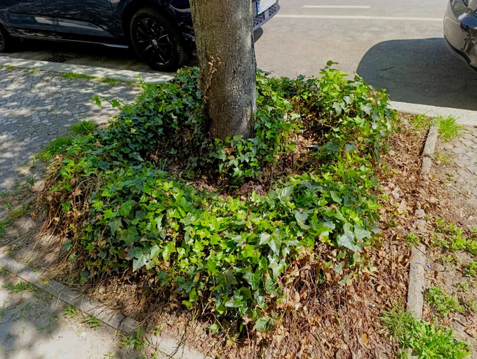 Baumscheibe, die mit Efeu bepflanzt ist, das den Fuß des Baumes umringt.