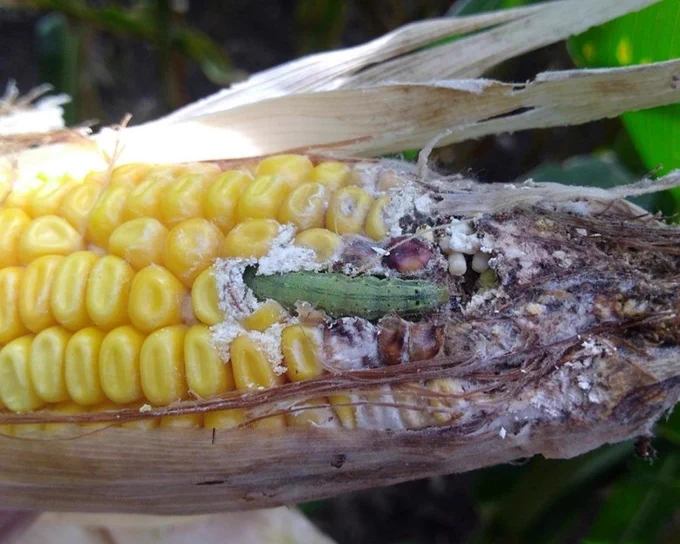 A corn earworm devours kernels on the corn cob.