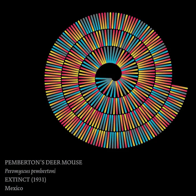Visualization of the DNA barcode of Pemberton's deer mouse, extinct 1931.