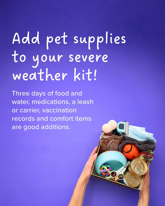 A box filled with pet supplies, including food cans, a blanket, and toys, is held against a purple background. Text reads: "Add pet supplies to your severe weather kit! Three days of food and water, medications, a leash or carrier, vaccination records, and comfort items are good additions.