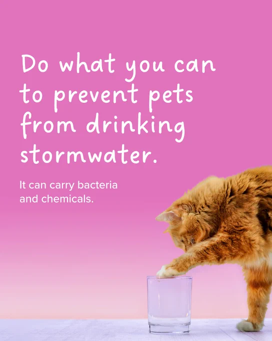 A cat reaching into a clear glass of water on a pink background. Text reads: "Do what you can to prevent pets from drinking stormwater. It can carry bacteria and chemicals.