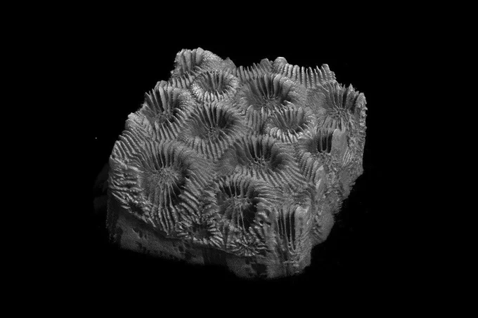 A micro-CT of healthy coral (M. cavernosa)