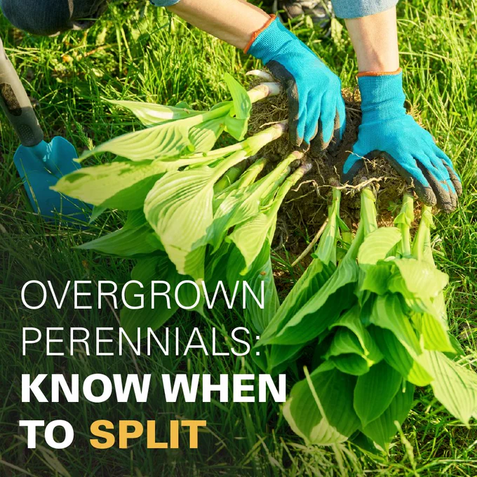 Promotional image for Iowa State University Extension and Outreach's "When to Divide Perennials" resource.