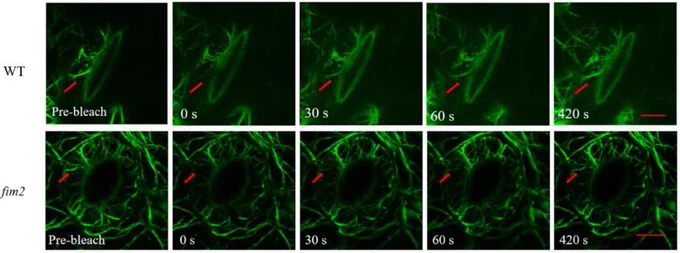 Fluorescence recovery after photobleaching (FRAP) assay was used to determine the effect of FIM2 on the dynamic turnover level of the microfilament cytoskeleton in guard cells. (A) Time-lapse series of FRAP, Bar = 5 μm. 