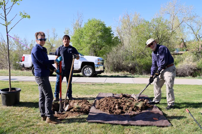 A woman and two men, smiling while digging up dirt to plant a new tree in grass lawn.