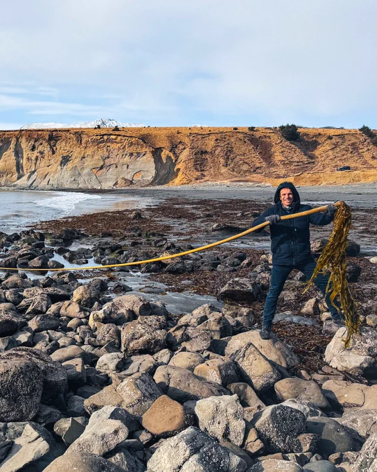 Person standing on rocky shore holding a long piece of seaweed with cliffs and ocean in the background under a cloudy sky.