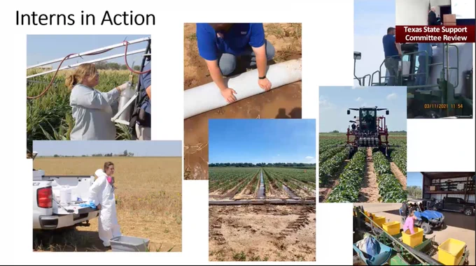 ​IPM Internship Program and Cotton Jassid Update
