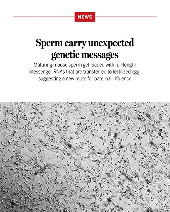 Sperm carry unexpected genetic messages
Maturing mouse sperm get loaded with full-length messenger RNAs that are transferred to fertilized egg, suggesting a new route for paternal influence