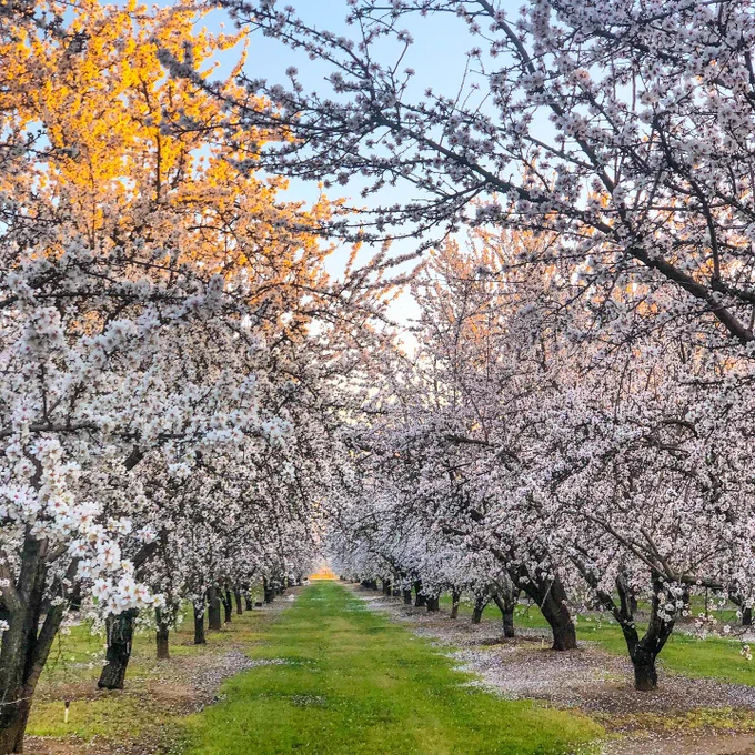 A serene orchard scene with rows of blossoming trees in full bloom, casting a gentle canopy of pink and white flowers over a grassy path. The sky is clear with hints of blue peeking through the branches.