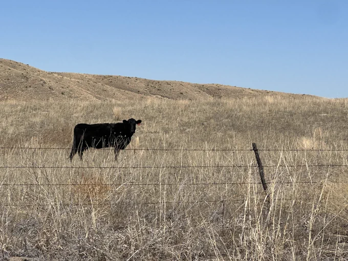 Black cow behind barbed wire in Nebraska Sandhills.