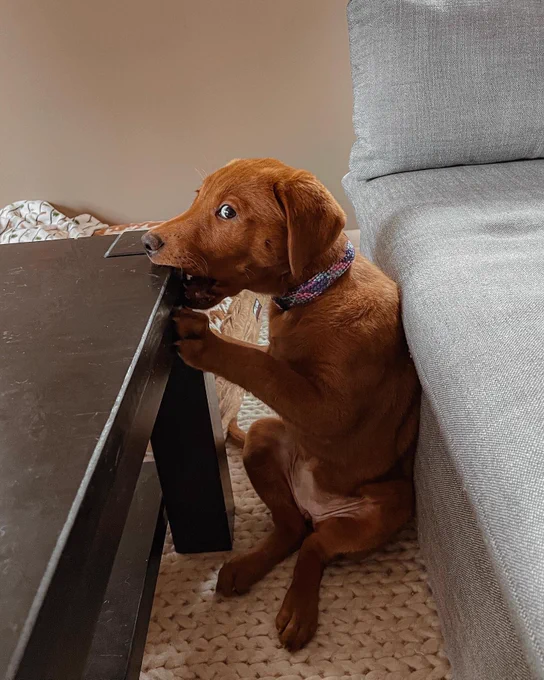 a labrador puppy with red fur and a braided collar is sitting upright between a gray sofa and a dark coffee table. the dog has one front paw on the side of the table, and her mouth is clamped on the table’s corner. she has just noticed that she’s being watched, and her eyes are frozen in panic while she tries to play it cool. her back feet are tucked in front of her, touching at the hocks and then splaying out.