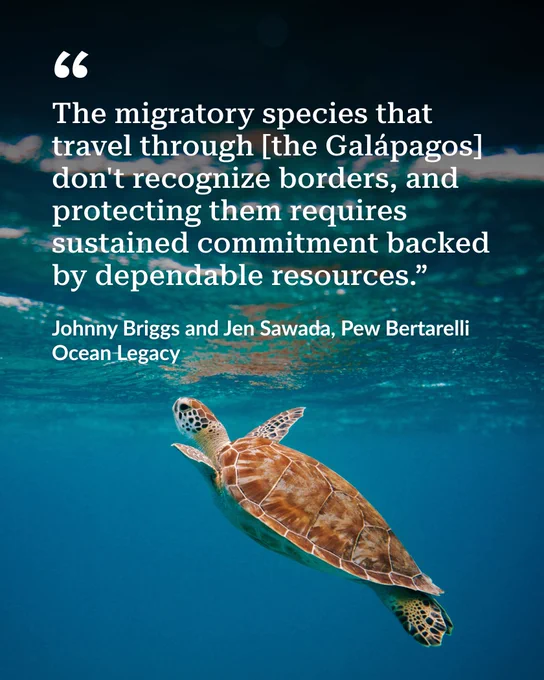 A sea turtle swimming underwater with a quote about protecting migratory species in the Galápagos requires sustained commitment and resources.