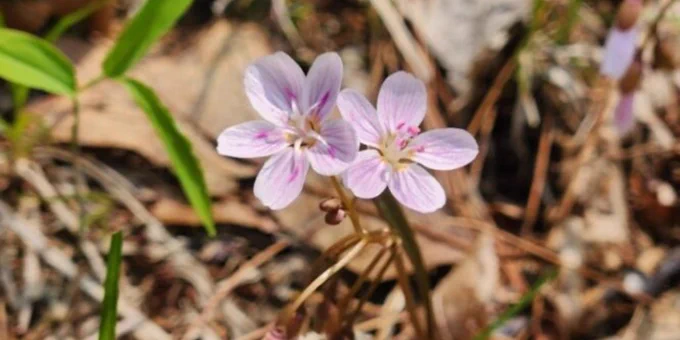 a pair of pinkish spring beauty flowers.