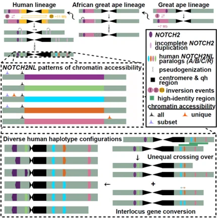 https://www.cell.com/cell-genomics/fulltext/S2666-979X(26)00056-X