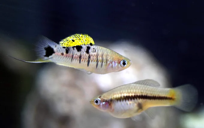 Mexican swordtail fish exhibit a wide range of colors, shapes, and even chemical cues—signals that help them attract the right partner.