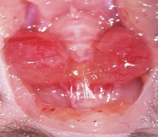 Large goiter of a mouse with inactivation of the thyroglobulin gene.