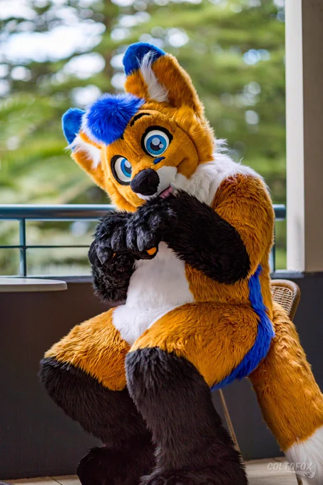 Full body portrait photo of Aero Fox (orange, white, black and blue fox fursuiter) in full fursuit. He's seated on a chair on a hotel balcony while holding his paws in a begging pose.

Shot on Canon EOS 5D Mark IV at 85mm f/1.4 ISO100 1/640s. Taken by Colto Fox at Cronulla (Sydney, NSW) on 22 April 2022.