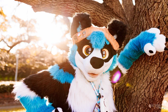 Upper body portrait shot of ShadowRK9 (black, white, and blue collie-wolf fursuiter) in full fursuit. He's leaning against a tree with his left hand and has his other hand on his hip. A golden lens flare glows diagonally from the sun behind his head.

Shot on Canon EOS R5 at 35mm f/2.0 ISO100 1/250s. Taken by Colto Fox at Aurawra Year 3 (Sydney, NSW) on 26 July 2024.