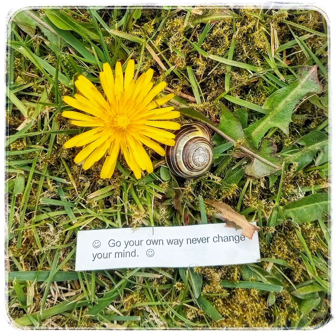 The fortune nestled in mossy grass by a dandelion & stripey snail.
