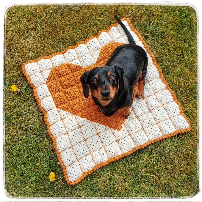 A small black & tan sausage dog sat on a crochet rug of a big yellow heart on a cream background, on dandelion studded garden grass.