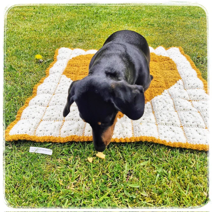 Same dog, same rug, same grass, but now Dave is crunching up a fortune cookie with the paper fortune to the side.