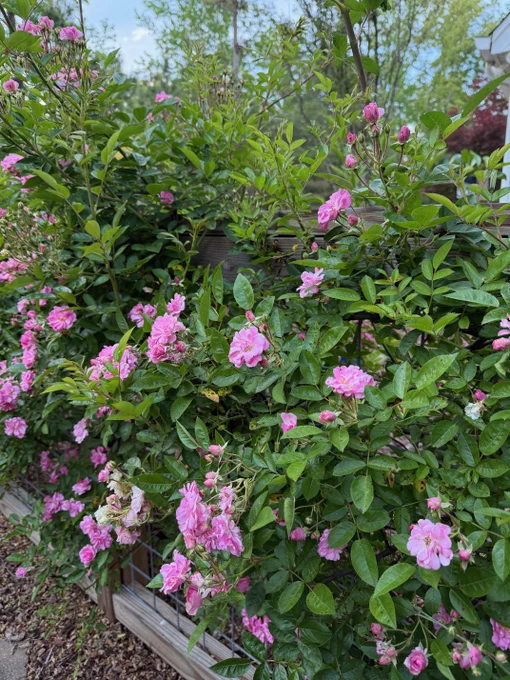 Peggy Martin climbing roses on a trellis. Numerous pink blooms interspersed with green foliage. Small brown fungal leaf spots surrounded by purple borders on some leaves.