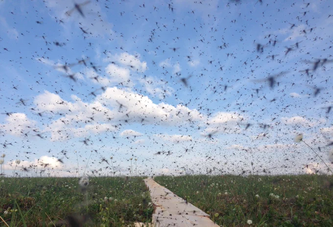 The Arctic sky is thick with flying mosquitoes. Photo credit: Jesse Krause.