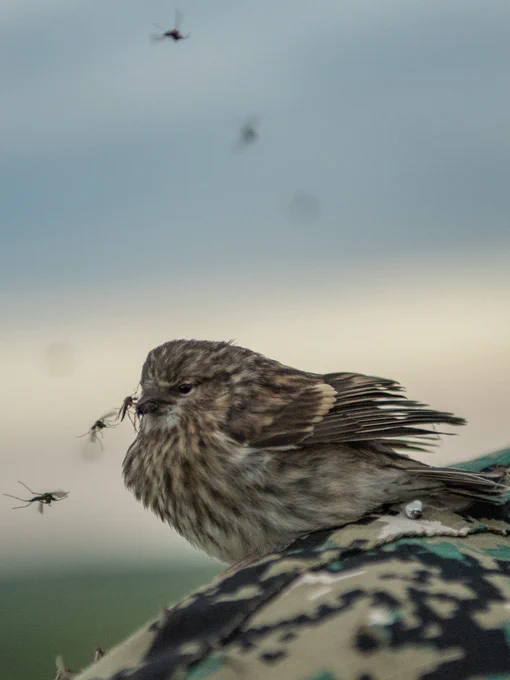 Mosquitoes land on the face of a stoic-looking bird. Photo credit: Jeff Kerby.