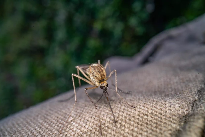A mosquito rests on the fabric of a scientist's shirt. Photo credit: 