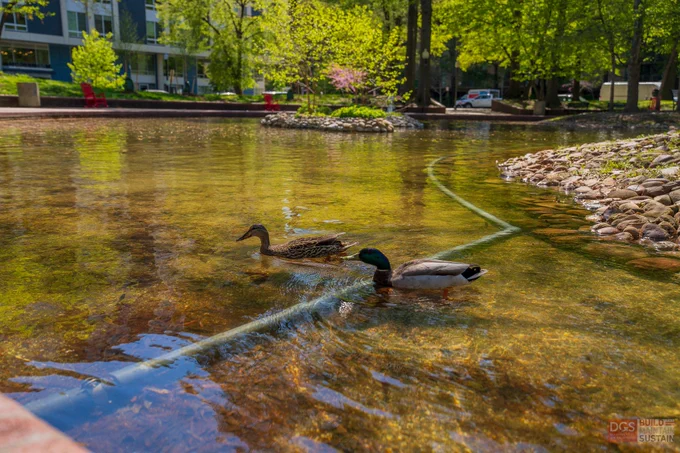 Two ducks swimming at the SW Duck Pond surrounded by green trees and a rocky shoreline in an urban park.