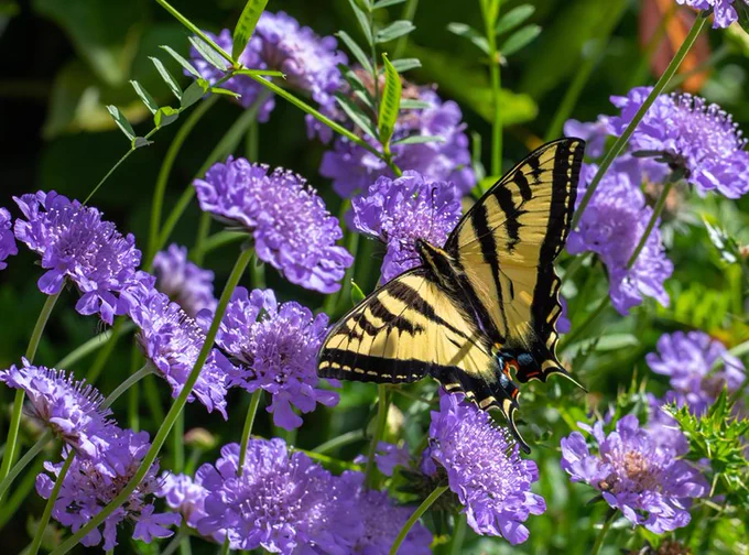 Pincushion flower with Western Tiger Swallowtail butterfly