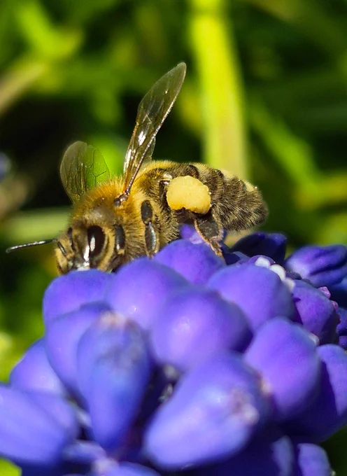 Biene an Trauben Hyazinthen 