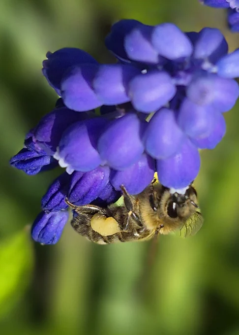 Biene an Trauben Hyazinthen 