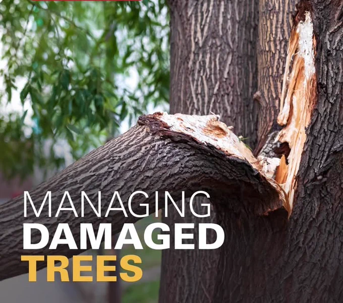 Promotional image for the Iowa State University Extension and Outreach publication, "Managing Storm-Damaged Trees."