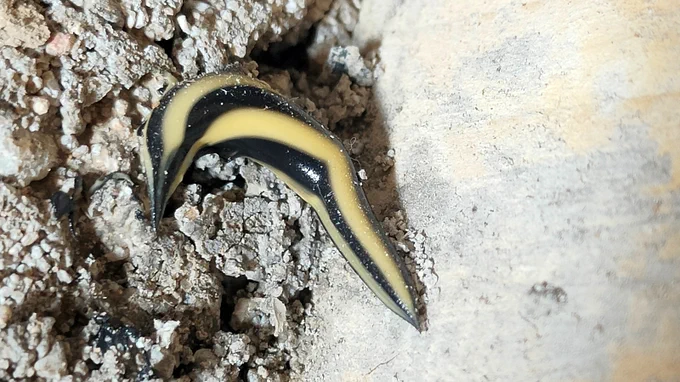Nouvelle espèce de Plathelminthe trouvée en France.
Espèce probablement inconnue.
Diagnostic par Leigh Winsor
