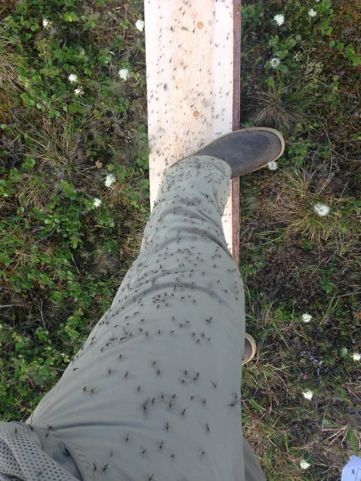 The pant leg of a scientist is covered in mosquitoes. Photo credit: Jesse Krause.