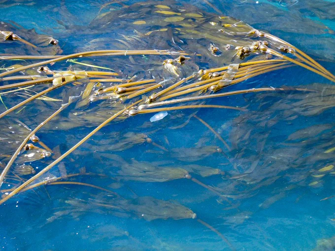 Brown bull kelp floating in the blue-green waters of Puget Sound, with a jelly fish in the middle of the photo. Photo by Jeff Whitty, NW Straits Commission.